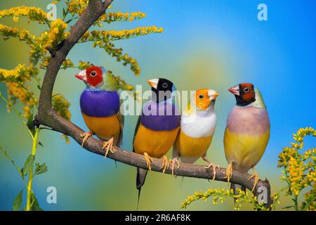 Gouldian-Finken (Chloebia gouldiae) Stockfoto