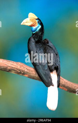 Sulawesi-Faltenhornvogel (Aceros cassidix), weiblich (Rhyticeros cassidix), Sulawesi-Hornvogel, weiblich, [Suedostasien, südostasien, Vogel Stockfoto