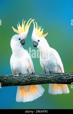 Triton Cockatoos (Cacatua galerita triton), großer Schwefelkakadu Stockfoto