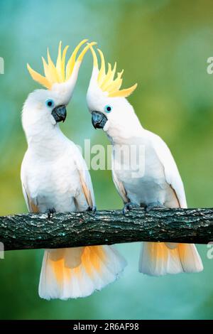 Triton Cockatoos (Cacatua galerita triton), großer Schwefelkakadu Stockfoto