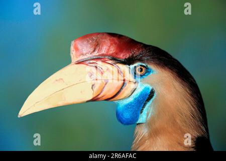 Sulawesi Hornbill (Rhyticeros cassidix), Celebes Hornbill, Helmeted Hornbill (Asien) (asien) (Vogel) (Hornbill) (Hornbill) (Tiere) (Porträt) (Porträt) Stockfoto