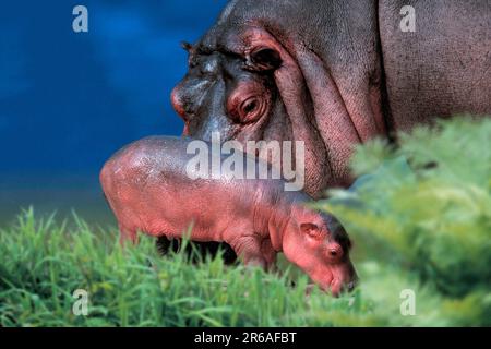 Hippopotamus (Hippopotamus amphibius) mit jungen, Flusspferd mit Jungtier / Stockfoto