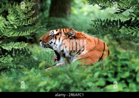 Bengalischer Tiger (Panthera tigris tigris), Gähnen, bengalischer Tiger, Königlicher bengalischer Tiger (Asien) (asien) (Tiere) (draußen) (Porträt) (Porträt) (Seite) Stockfoto