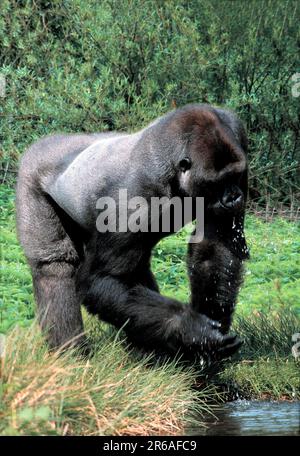 Westlicher Gorilla (Gorilla Gorilla Gorilla), männlich, Silberrücken, trinkend, Westlicher Flachlandgorilla, Maennlich, Silberruecken, trinkend / Stockfoto