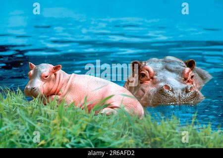 Hippopotamus (Hippopotamus amphibius) mit jungen, Flusspferd mit Jungtier / Stockfoto