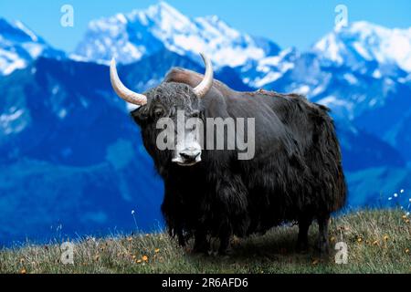 Yak (Bos mutus grunniens) Stockfoto