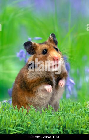 Syrischer oder goldener Hamster (Mesocricetus auratus) Stockfoto