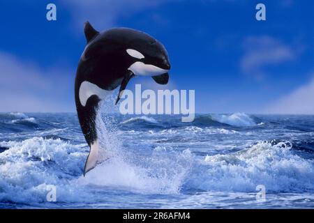 Orca, Killerwal (Orcinus orca), Orka (Tiere) (draußen) (Erwachsener) (Bewegung) (Sprung) (Sprung) (Macht) (Lebensfreude) (Säugetiere) (Säugetiere) Stockfoto