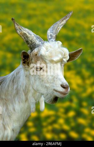 Girgentana-Ziege, junger Mann, billy-Ziege, junger Buck, Hausziege, Ziegen Stockfoto