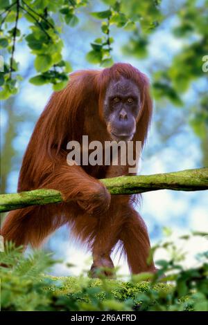 Sumatra-Orang-Utan, weiblich (Pongo pygmaeus abelii) Stockfoto