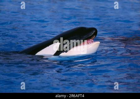 Killerwal, Orca (Orcinus orca), Schwertwal, Orka Stockfoto