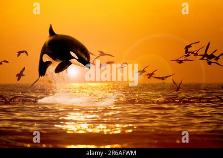 Killerwal (Orcinus orca), springt bei Sonnenuntergang, Orca Stockfoto