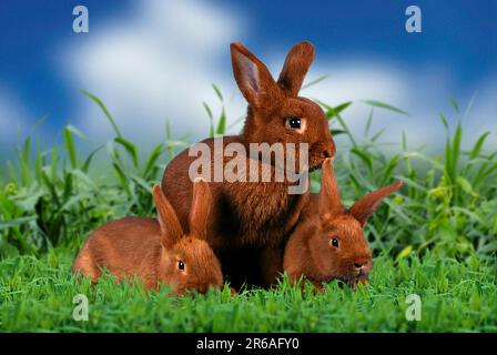 Rotes neuseeländisches Kaninchen mit Kätzchen, rotes neuseeländisches Kaninchen, rotes neuseeländisches Kaninchen Stockfoto