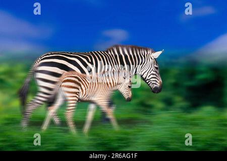Grants Zebras (Equus quagga boehmi), Stute mit Fohlen, Grantzebras, Boehmzebras, Stute mit Fohlen, [Afrika, afrika, Tiere, Aussen, Outdoor Stockfoto