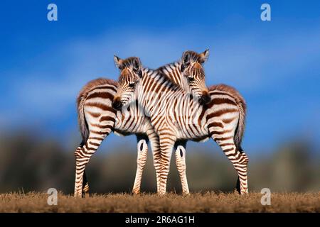 Grants Zebras (Equus quagga boehmi), Fohlen, Seite Stockfoto