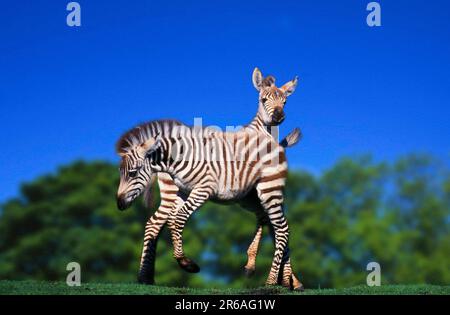 Gran's Zebras, Foals, play (Equus quagga boehmi), Boehmzebras, Grantzebras, Fohlen, spielend, [Afrika, afrika, Tiere, aussen, Outdoor, Stehen Stockfoto