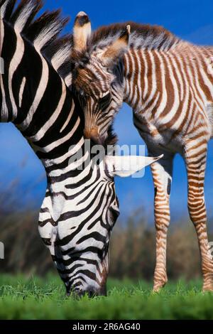 Grants Zebras (Equus quagga boehmi), Stute mit Fohlen, Grantzebras, Boehmzebras, Stute mit Fohlen / Stockfoto