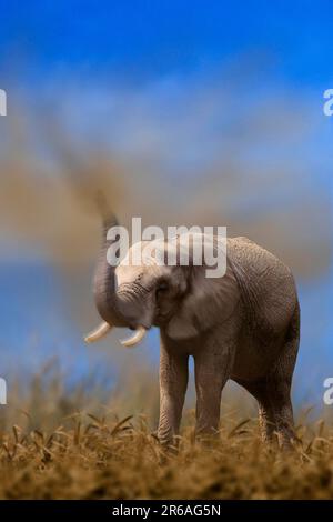 Afrikanischer Elefant (Loxodonta africana) im Staubbad Stockfoto