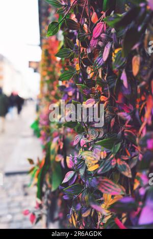 Eine Wand aus bunten Blumen auf einem Gehweg Stockfoto