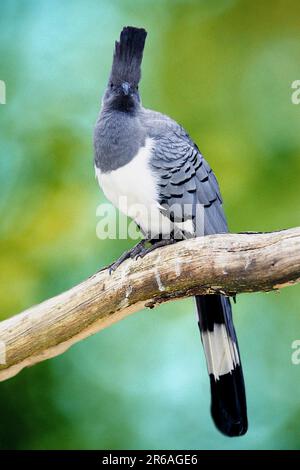 Weißbauch-Abreitvogel (Corythaixoides leucogaster) (Tiere) (Vögel) (draußen) (Zweig) (Erwachsener) (vertikal) Stockfoto