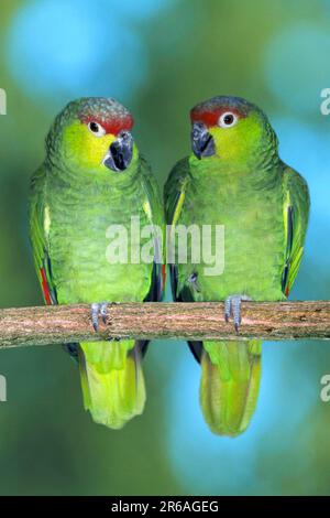 Lilacine Amazons (Amazona autumnalis lilacina), Ekuador-Amazonen / Stockfoto