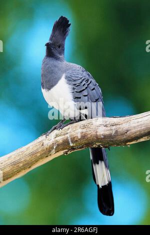 Weißbauch-Abreitvogel (Corythaixoides leucogaster) Stockfoto