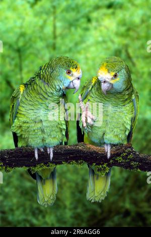 Gelbschulter-amazonas (Amazona barbadensis), Gelbschulter-Amazonas Stockfoto