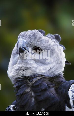 Amerikanischer Harpyieadler (Tiere) (Vögel) (Raubvögel) (Außen) (Kopf) (Porträt) (Erwachsen) (Vertikal) Stockfoto