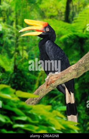 Rhinoceros Hornbill (Buceros Rhinoceros), weiblich, Seite Stockfoto