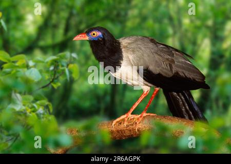 Korallenschnabeltier-Kuckuck (Carpococcyx renauldi) Stockfoto