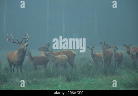 Rotwild (Cervus elaphus), Calling Male and Females, Rothirsche, Roehrender Hirsch und Rudel, [Europa, europa, Saeugetiere, Säugetiere, Huftiere Stockfoto