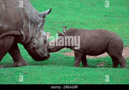 Weißes Nashorn (Ceratotherium simum), weiblich mit jungen, Weisse Nashoerner, Breitmaulnashoerner, Weibchen mit Jungtier, [Afrika, afrika Stockfoto