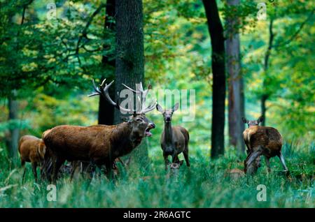 Rotwild (Cervus elaphus), Calling Male and Females, Rothirsche, Roehrender Hirsch und Rudel, [Europa, europa, Saeugetiere, Säugetiere, Huftiere Stockfoto