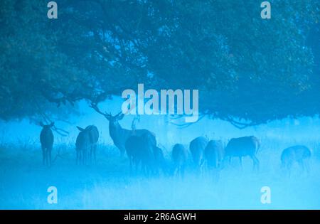 Rotwild (Cervus elaphus), männlich und weiblich, Rothirsche, Hirsch und Rudel, [Saeugetiere, Säugetiere, Huftiere, Paarhufer (Klauentiere) Stockfoto