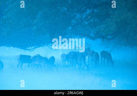 Rotwild (Cervus elaphus), männliche und weibliche Glockenvögel, Rothirsche, Roehrender Hirsch und Rudel, [Saeugetiere, Säugetiere, Huftiere, Paarhufer Stockfoto