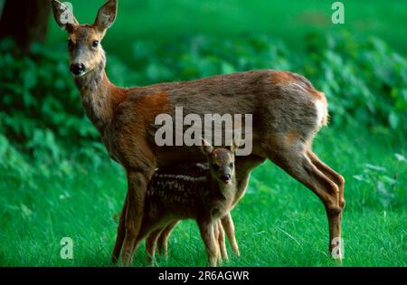 Rotwild (Capreolus capreolus), weiblich und jung, Rehe, Weibchen und Jungtier, Rehkitz, Seitlich, Seite Stockfoto