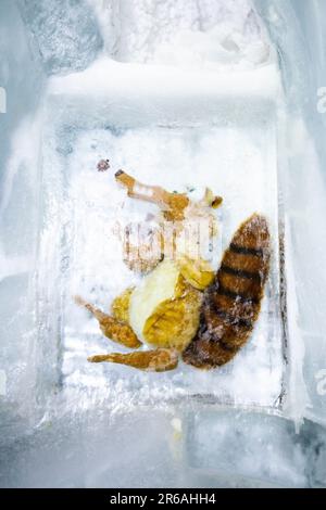 Eine Figur des Scrat-Charakters aus der Eiszeit, gefroren im Eispalast, in den Aletsch-Gletscher auf dem Gipfel des Jungfraujoch in der Schweiz gehauen Stockfoto