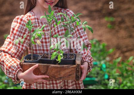 Gärtnerin und Bauernmädchen halten Kiste mit jungen Pflanzen von Tomaten, frischen Setzlingen, Sprossen. Stockfoto