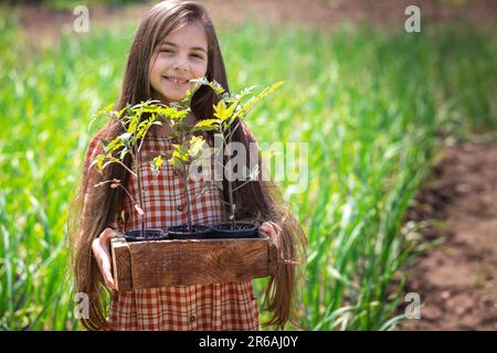 Gärtnerin und Bauernmädchen halten Kiste mit jungen Pflanzen von Tomaten, frischen Setzlingen, Sprossen. Stockfoto