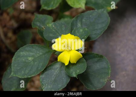 Linum flavum, Goldflachs oder gelber Flachs Stockfoto