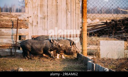 Zwei Schweinchen vietnamesischer Bäuche laufen auf dem Hof. Vietnamesische Rasse Kleiner Hausschweine. Schweinehaltung Ist Die Aufzucht Und Zucht Von Hausschweinen Stockfoto