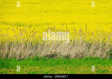 Rübsenfeld, gelbe Rapsblumen im Frühling Stockfoto