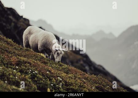 Eine weiße Ziege steht auf einem grünen Hügel, umgeben von majestätischen Bergketten im Hintergrund Stockfoto