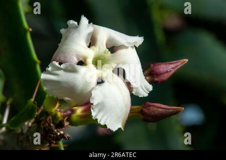 Sydney Australien, Blume und Knospen eines pachypodium saundersii Stockfoto