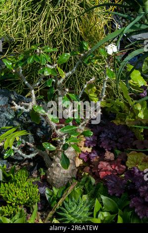 Sydney Australien, pachypodium saundersii Baum im saftigen Garten Stockfoto