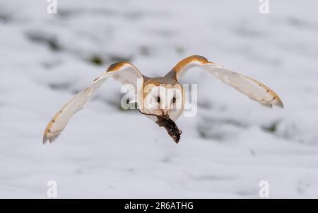 Eine Scheuneneule im Flug mit einer Maus im Schnabel vor dem Hintergrund einer verschneiten Winterlandschaft. Stockfoto