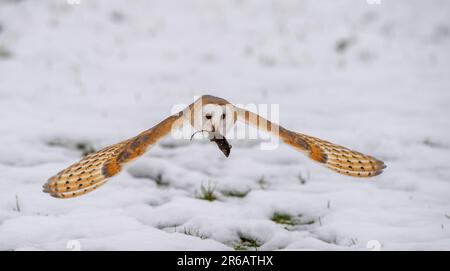 Eine Scheuneneule im Flug mit einer Maus im Schnabel vor dem Hintergrund einer verschneiten Winterlandschaft. Stockfoto