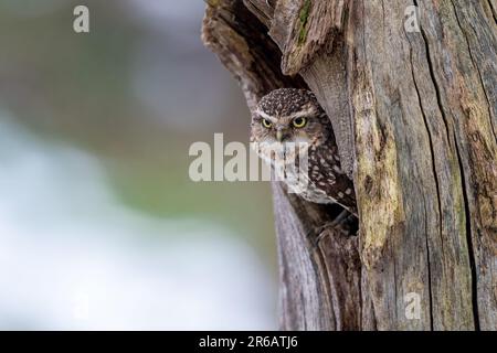 Eine süße kleine Eule, die hinter einem Baumstamm aus dem Fenster guckt. Stockfoto