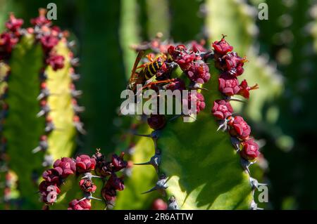 Sydney Australien, Papierwespe auf der Blume der Euphorbia Griseola Stockfoto