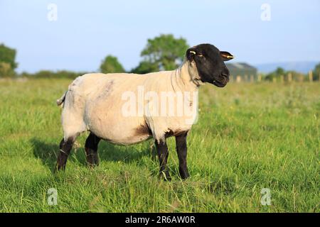 Suffolk-Mutterschafe mit geschorenem Vlies auf Ackerland im ländlichen Irland im Sommer Stockfoto